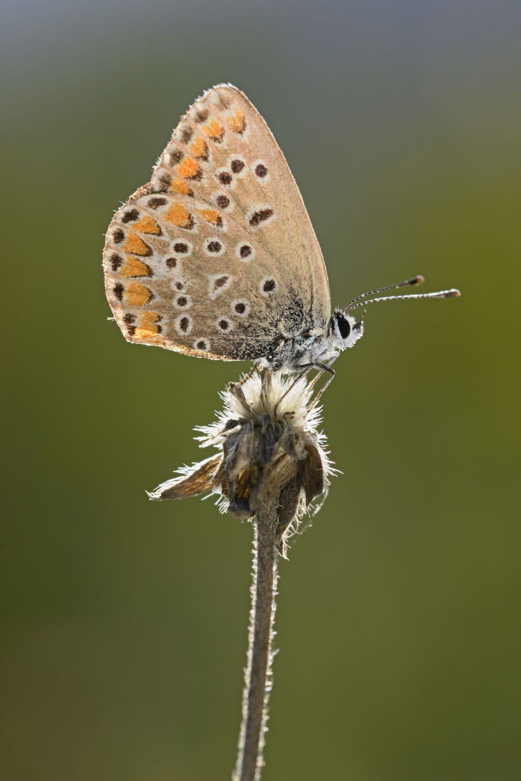 Conferma Polyommatus thersites